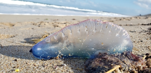 텍사스 해변에 포르투갈 군함해파리(Portuguese man o’ war)가 대량으로 밀려오면서 지역 당국이 주의 경고를 발령했다.