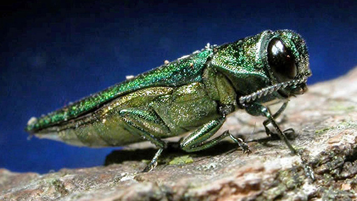 호리비단딱정벌레(Emerald ash borer beetle, EAB)